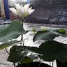 Ngọc toản