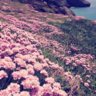greenlife5898