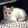 firecat