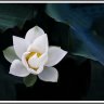 Hàn Dương
