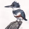 Areta