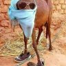 Nhanvodanh