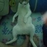 Sói dưới trăng