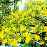 Tuyết Kỳ Mai
