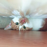 Mì Kimochi