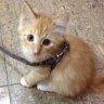 Thợ xây đóng gạch 1 giây