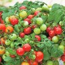 Người Trồng Cà Chua