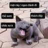 Ngon Đánh Đi