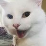 longcat