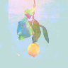 Lemon A
