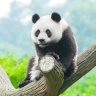 Lão Hiển
