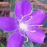 anrosepy