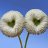 IChing