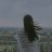 Rose_2411
