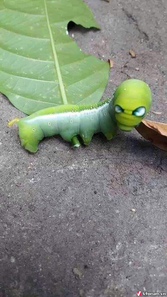 iBeekaO.jpg