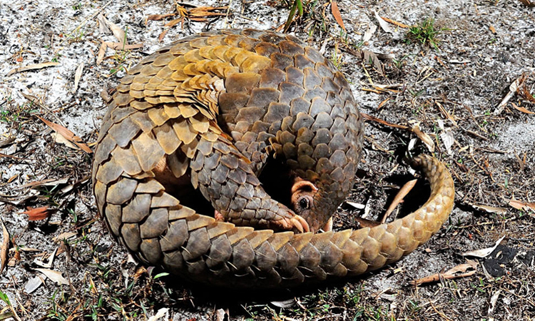 032620-EG-pangolin-feat-1028x5-3543-9210-1585279598.jpg