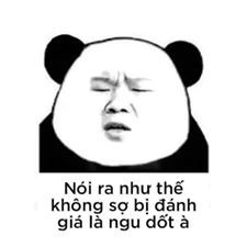 Nói ra như thế ko sợ bị đánh giá là ngu dốt à | Gấu trúc, Hài hước, Chuyện  cười