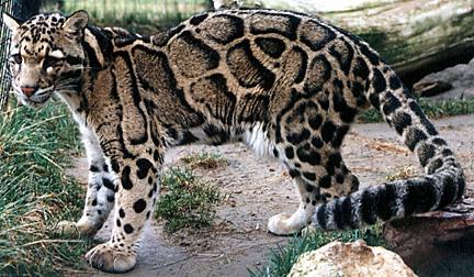 Neofelis_nebulosa.jpg