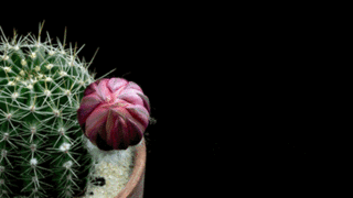 Tập Thơ Đoản Khúc Đồng Họa Nhất Lang Nguyễn Thành Sáng & Tam Muội Lê Thị Vân Quỳnh Cassandra1-Flower-Timelapse-01