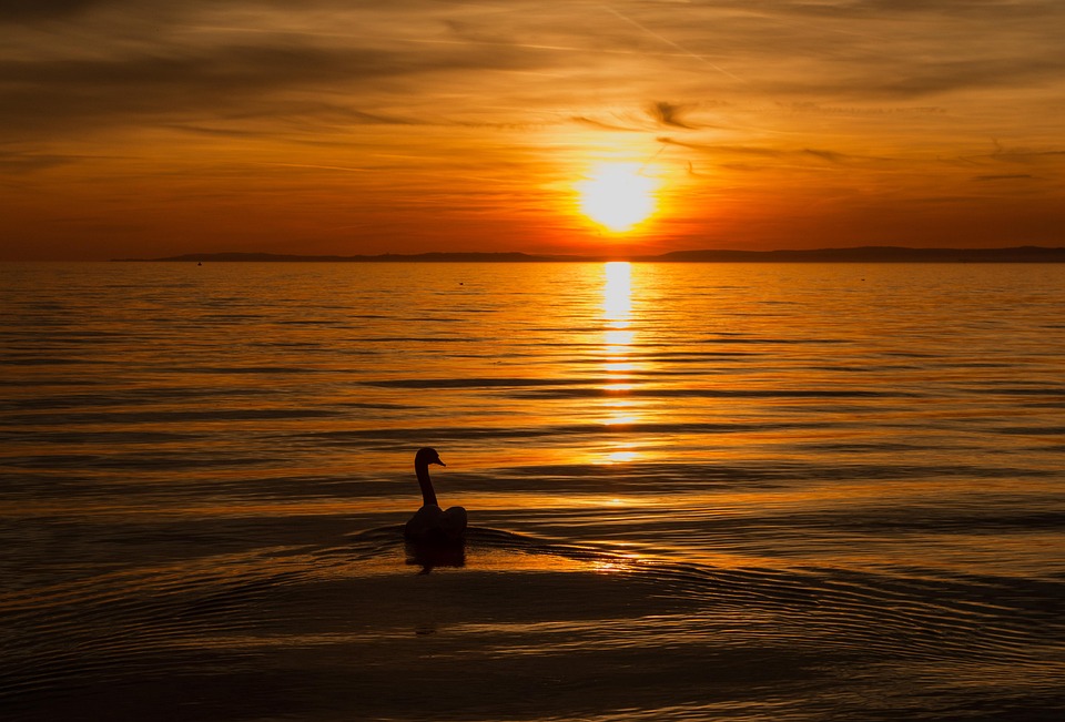 swan-3758192_960_720.jpg