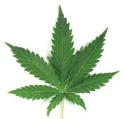 botanical-cannabis-sativa-leaf-peltatequer.jpg