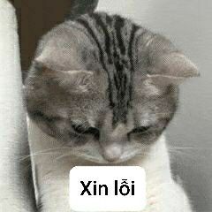 Ghim trên Vẫn là meme nhưng hàng xịn hơn vì ta tự làm:)