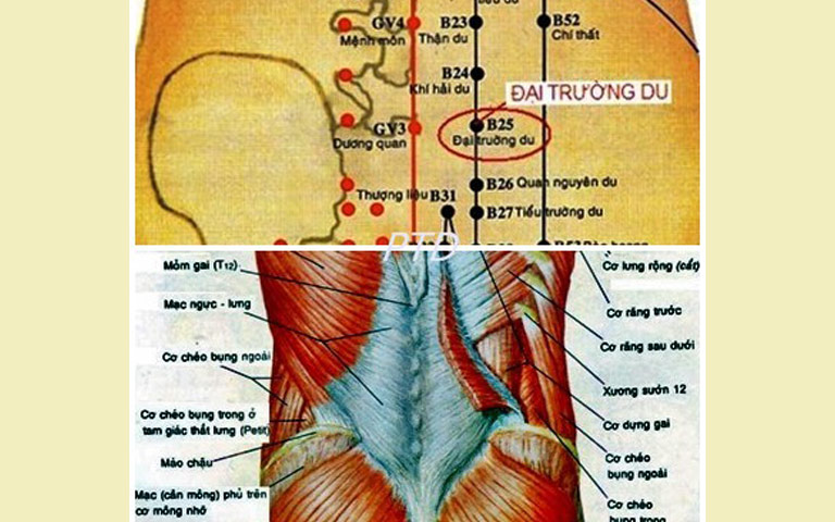 huyet-dai-truong-du-vi-tri.jpg
