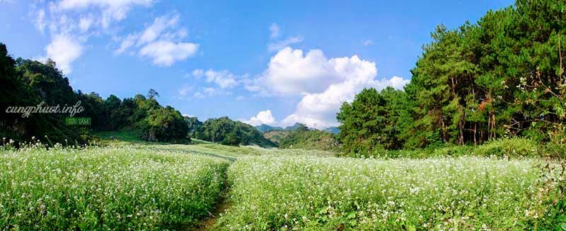 ban-ang-mua-hoa-cai.jpg