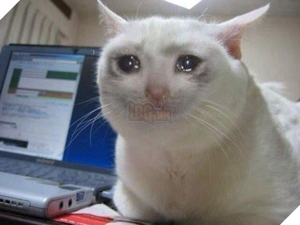 Meme Mèo Khóc là gì, có nguồn gốc từ đâu và các biến thể hài hước từ cộng  đồng mạng