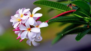 plumeria-exotic-drop-freshness-sharpness-64785-1920x1080.jpg