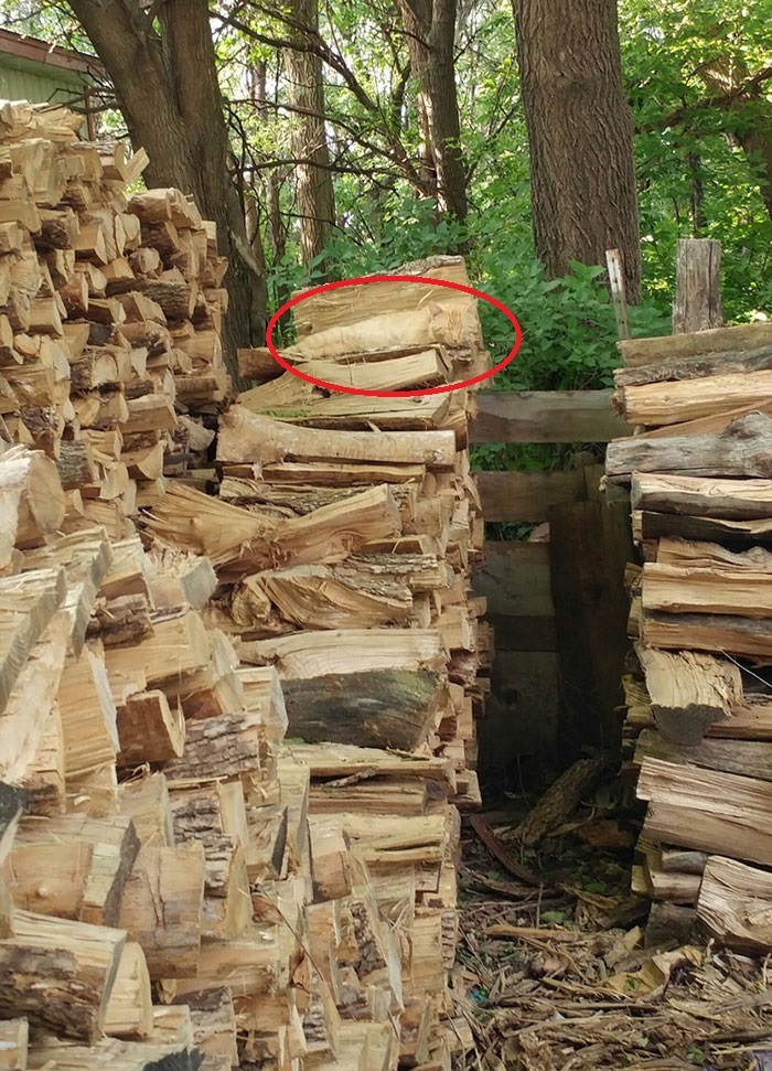 can-you-find-cat-camouflage-1-3264-1654652057_r_460x0.jpg