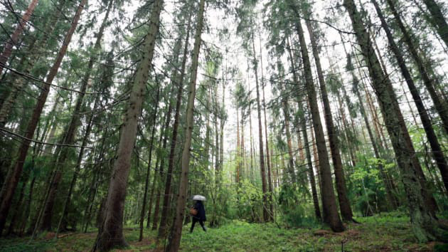 Vì sao Đan Mạch, Phần Lan hạnh phúc nhất thế giới? - Ảnh 2.