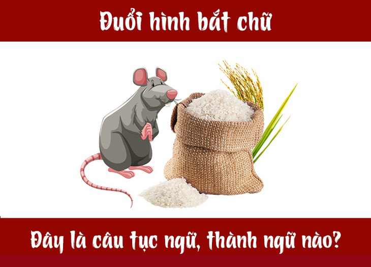 chuot-1-16860236524561569552030.jpg