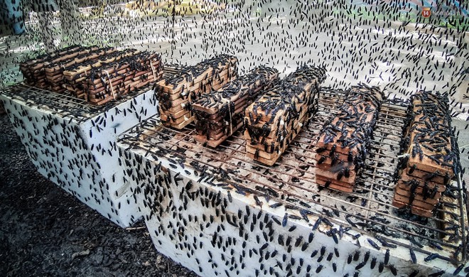 Chàng kỹ sư Sài Gòn bỏ việc về quê nuôi ruồi, doanh thu 80 triệu đồng/tháng: Từng bị gia đình phản đối, bạn bè cười nhạo - Ảnh 12.