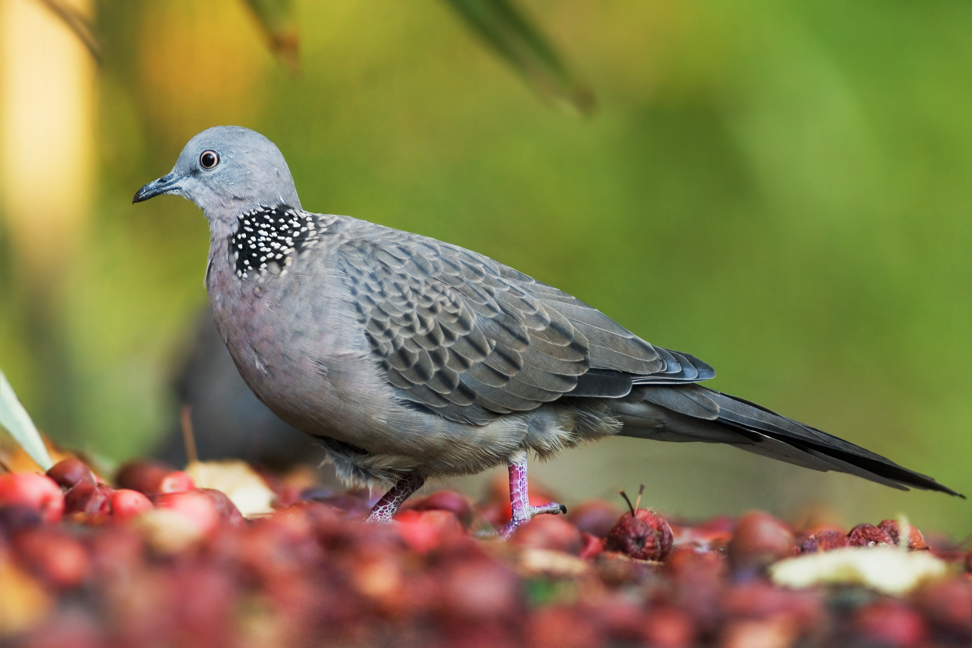 Streptopelia_chinensis_Tas_Edit.jpg