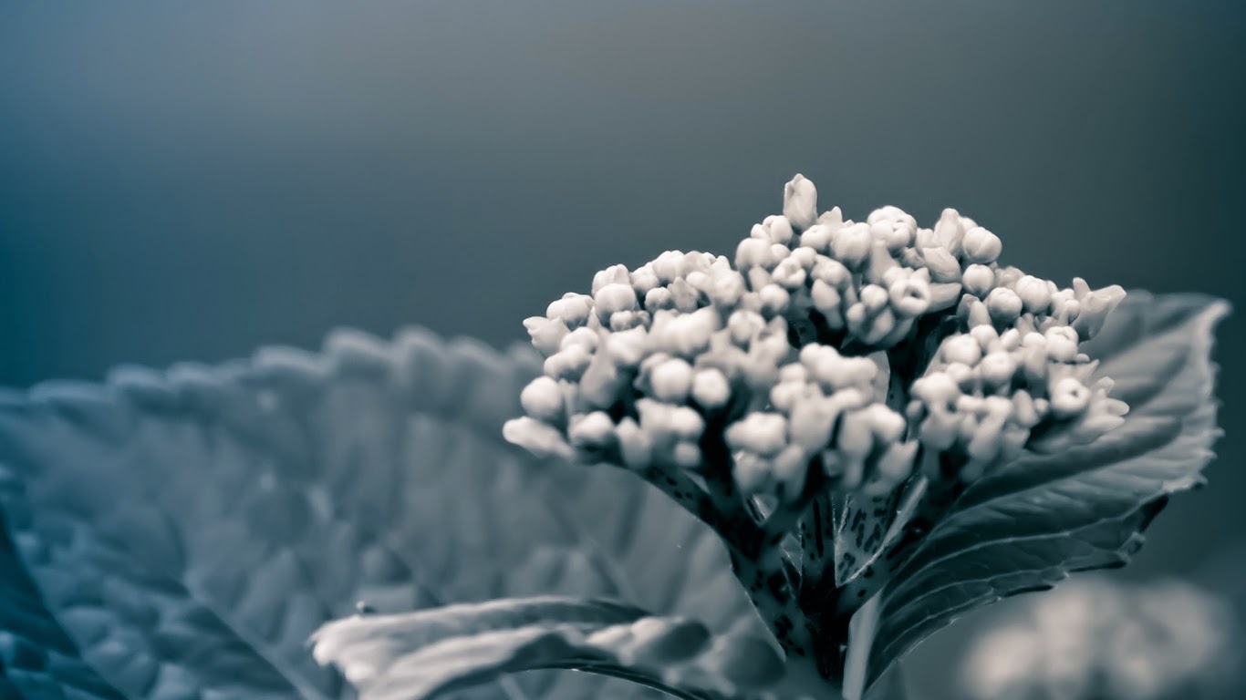 Flower-Wallpaper-full-HD-Infographic-BLOG-4.jpg