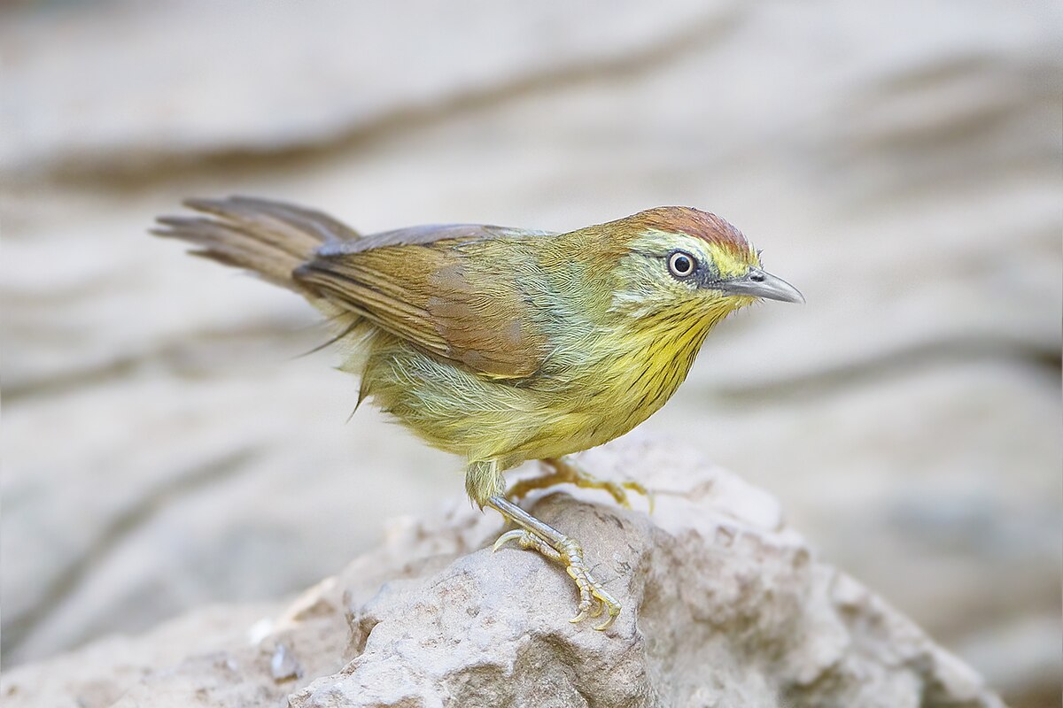 1200px-Macronus_gularis_chersonesophilus_-_Kaeng_Krachan.jpg